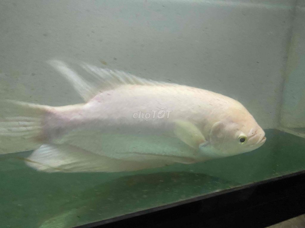 Cá phát tài trắng size 3x qua bắt có bớt thêm. Mua bán Thú cưng khác tại Quận Bình Tân Tp Hồ Chí Minh được đăng bởi Mê Cá hình 1