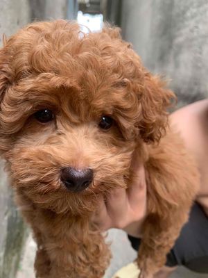 BÉ POODLE SIZE TINI MẬP TÌM BA MẸ