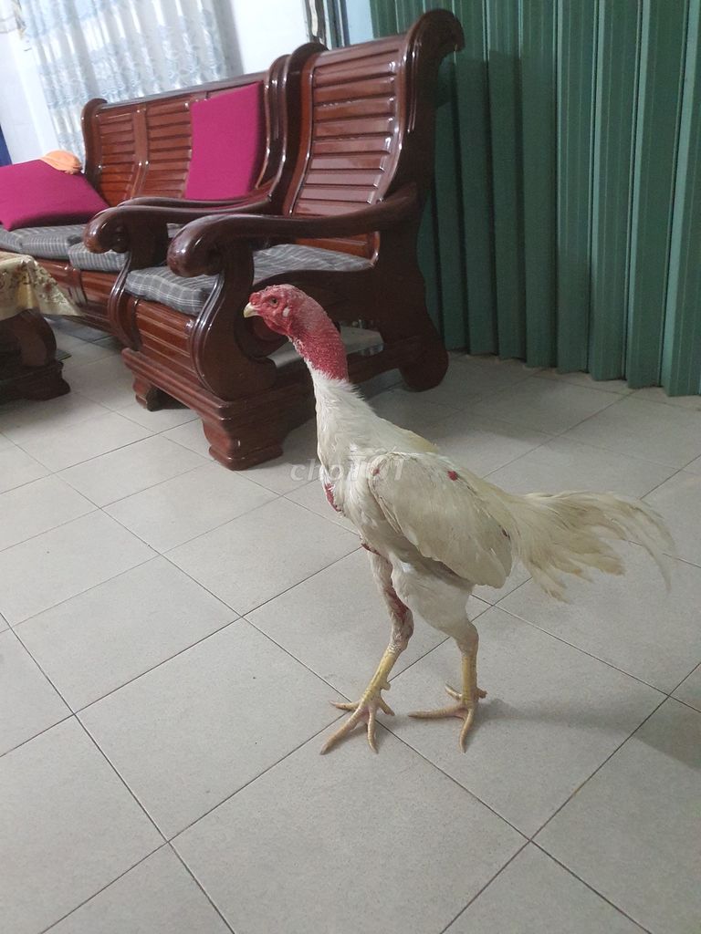 Gà Trắng Đỏ 2.85kg. Mua bán Gà tại Quận Hải Châu Đà Nẵng được đăng bởi Khánh Trang hình 1