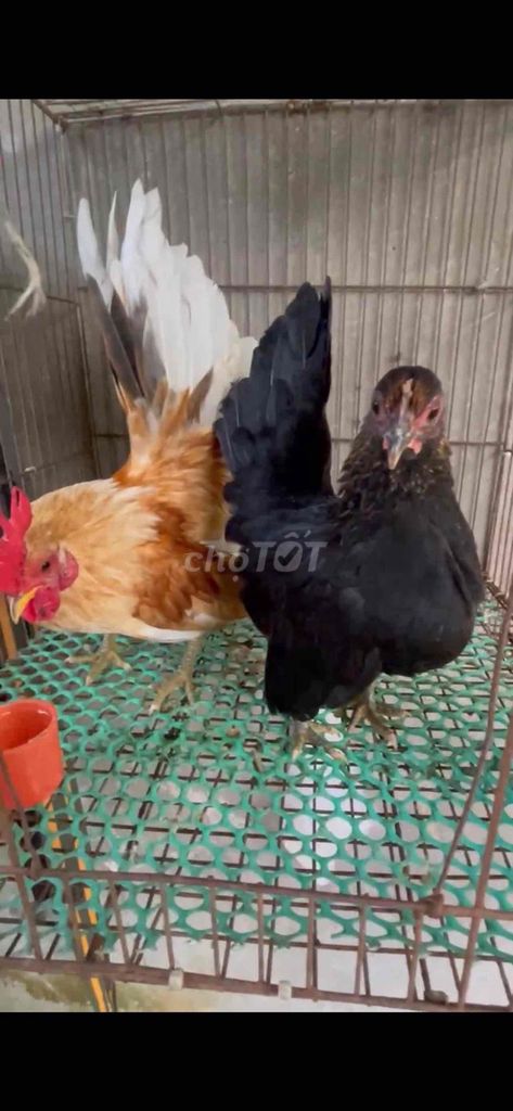 Gà kiểng Serama Đen Nâu 7xi cặp ss. Mua bán Gà tại Huyện Bàu Bàng Bình Dương được đăng bởi Đông Nè  hình 1