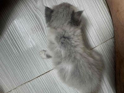 Mèo Ba Tư lai Anh lông ngắn