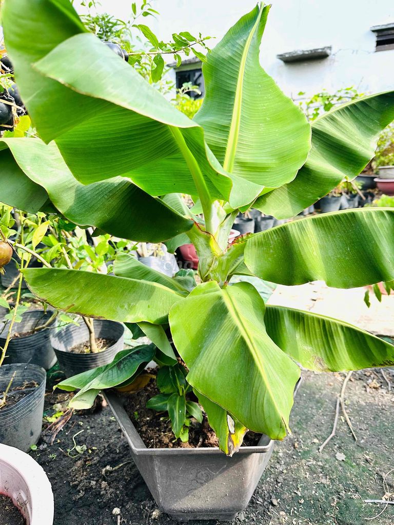 Chuối kiểng lùn ăn trái cây thuần chậu khỏe đẹp. Mua bán Cây cảnh, đồ trang trí tại Quận Gò Vấp Tp Hồ Chí Minh được đăng bởi Vườn Kiểng Nhà Nị Ny hình 1