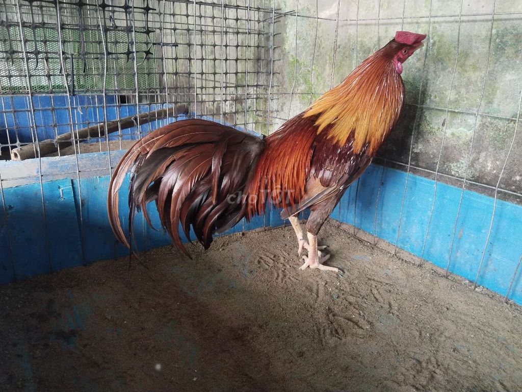 khét 2.6kg. Mua bán Gà tại Huyện Mỹ Xuyên Sóc Trăng được đăng bởi Trần Hùng hình 1