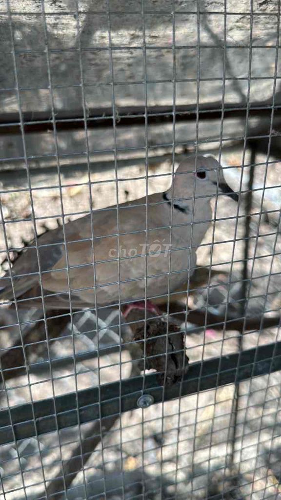 Chim bồ câu non khỏe mạnh. Mua bán Chim tại Thành phố Long Khánh Đồng Nai được đăng bởi duyên bé hình 1