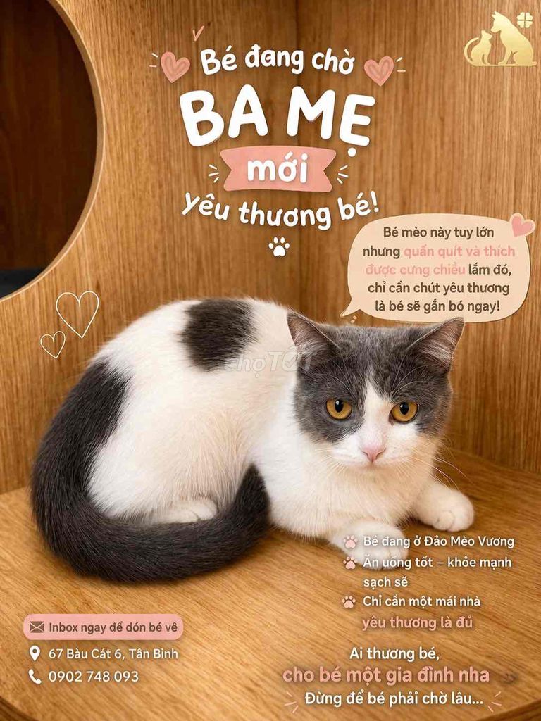 Mèo chân lùn 6 tháng. Mua bán Mèo tại Quận Tân Bình Tp Hồ Chí Minh được đăng bởi Đảo Mèo Vương hình 1