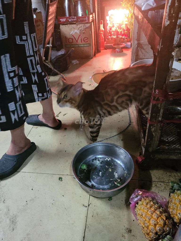 Bán mèo bengal