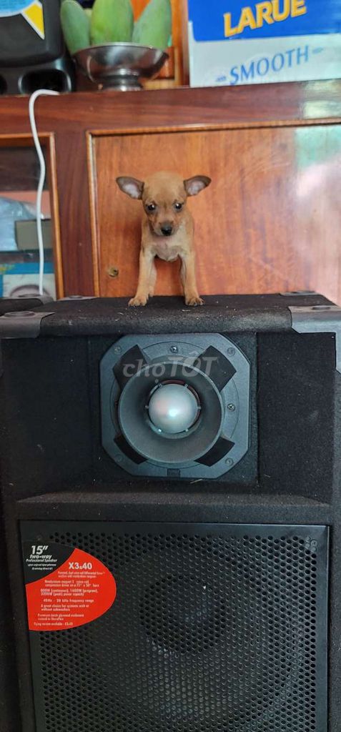 Chó Phốc hươu Mini hơn 2 tháng. Mua bán Chó tại Thành phố Bạc Liêu Bạc Liêu được đăng bởi Nguyễn Văn Phước hình 1