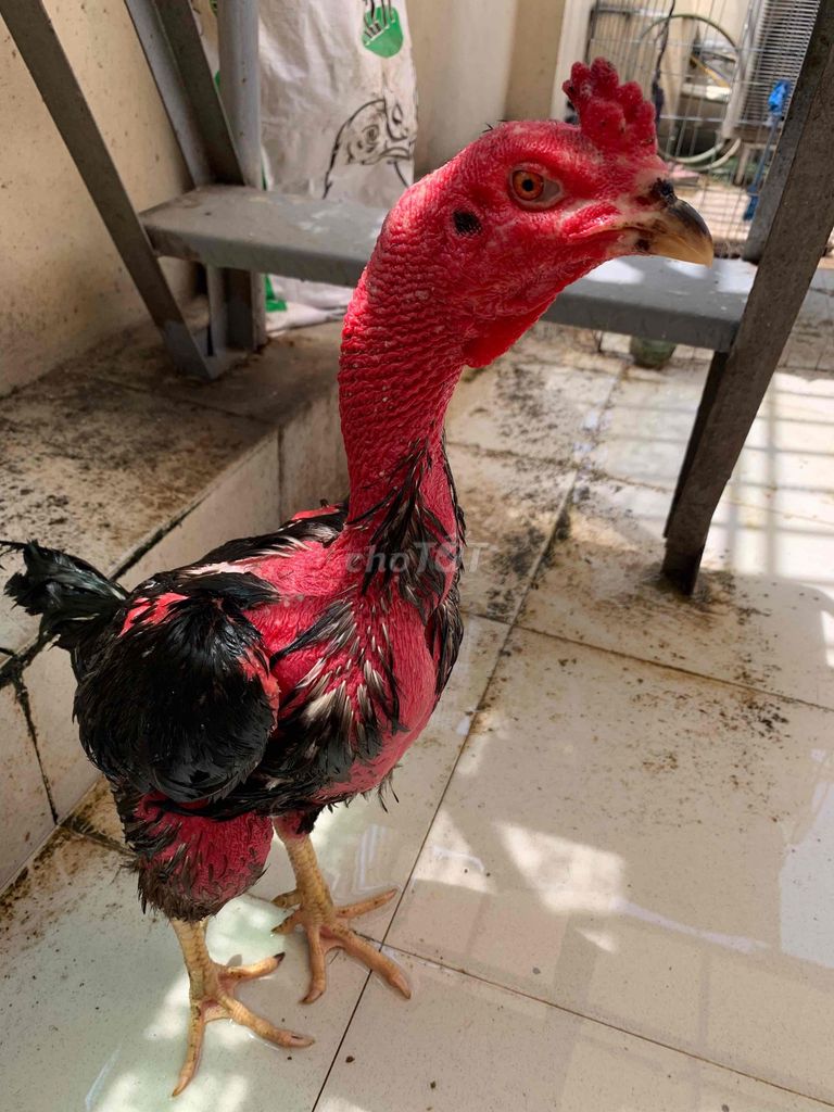 gà đòn 472. Mua bán Gà tại Quận Bình Tân Tp Hồ Chí Minh được đăng bởi Thiên hình 1