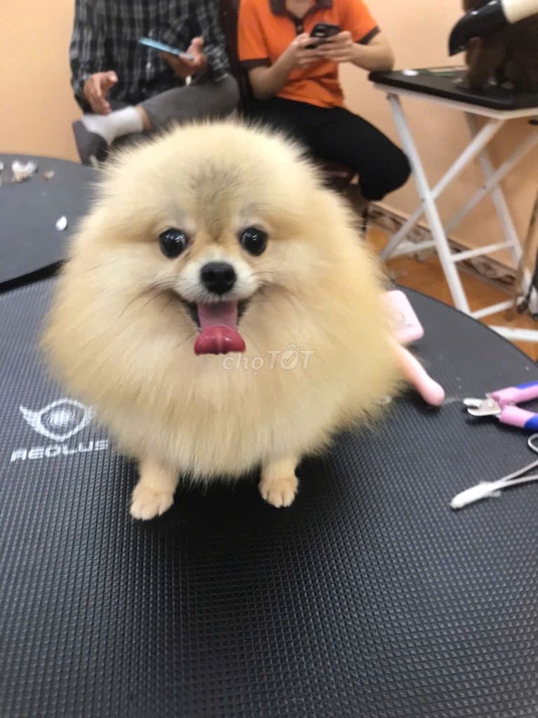 Bán chó giống Pomeranian 1 năm tuổi , bình tân