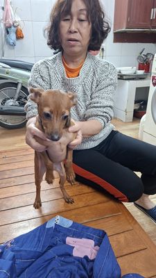 Chó Phốc hươu cái 5 tháng