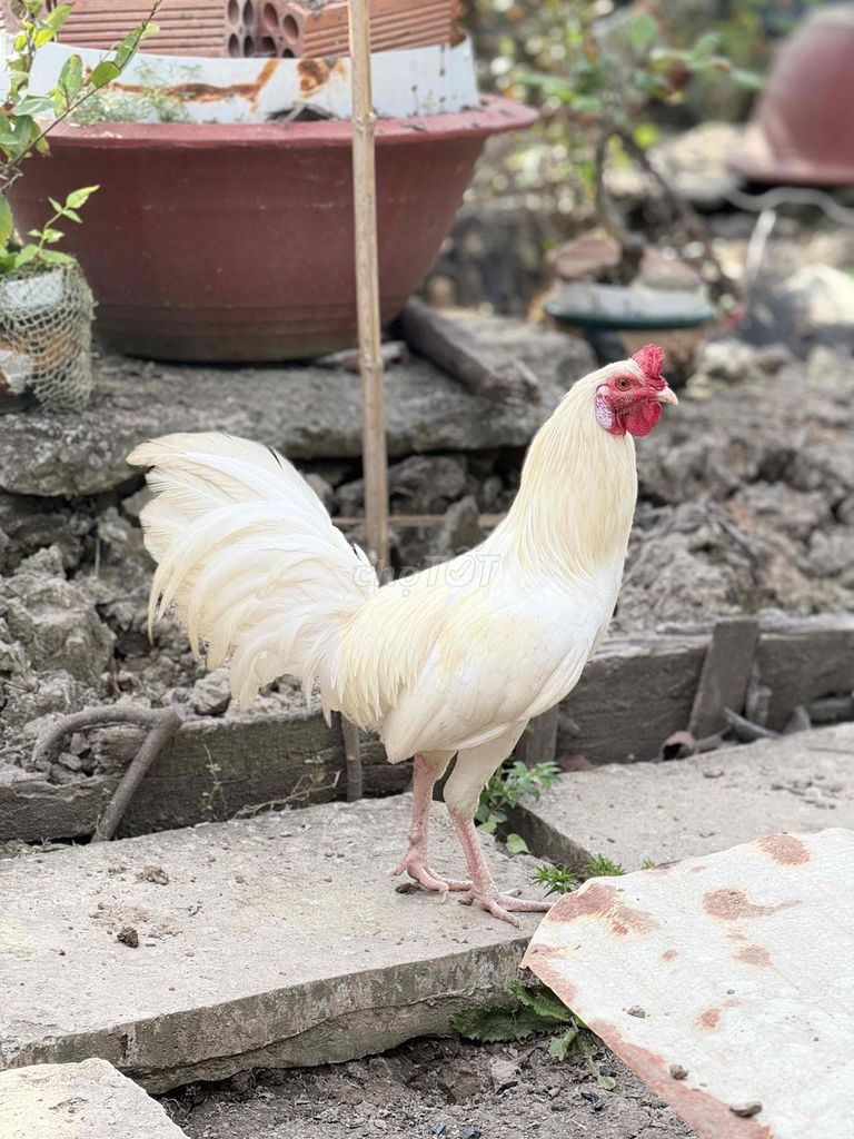 Gà Tre Úa Mỹ lai 1kg5. Mua bán Gà tại Huyện Phú Tân Cà Mau được đăng bởi Tuấn Gà Tre hình 1