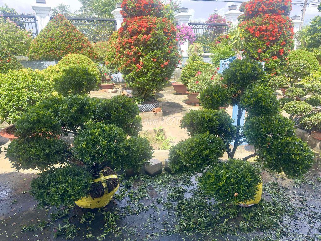 Cây cảnh Trang cam Tú diện Tay bông dày đặc. Mua bán Cây cảnh, đồ trang trí tại Huyện Châu Thành Tiền Giang được đăng bởi Huỳnh Lành hình 1