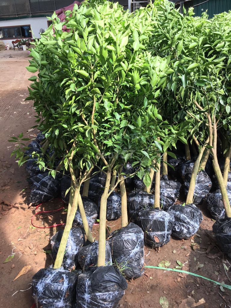 Cây Cam Đường Canh Cây choai. Mua bán Đồ chuyên dụng, Giống nuôi trồng tại Huyện Gia Lâm Hà Nội được đăng bởi Hoàng thị muôn hình 1