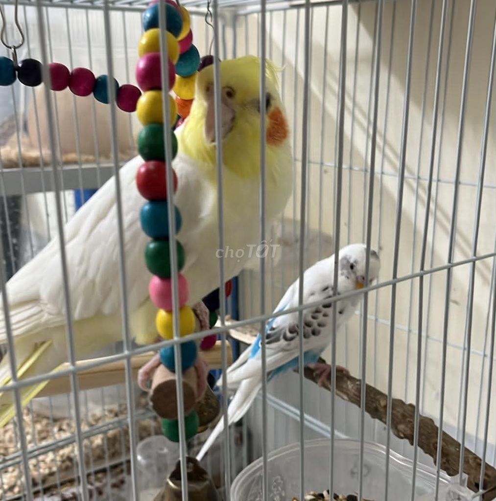 Chim Cockatiel mái 6 tháng vàng trắng. Mua bán Chim tại Thành phố Thủ Đức Tp Hồ Chí Minh được đăng bởi Anh Khoa hình 1