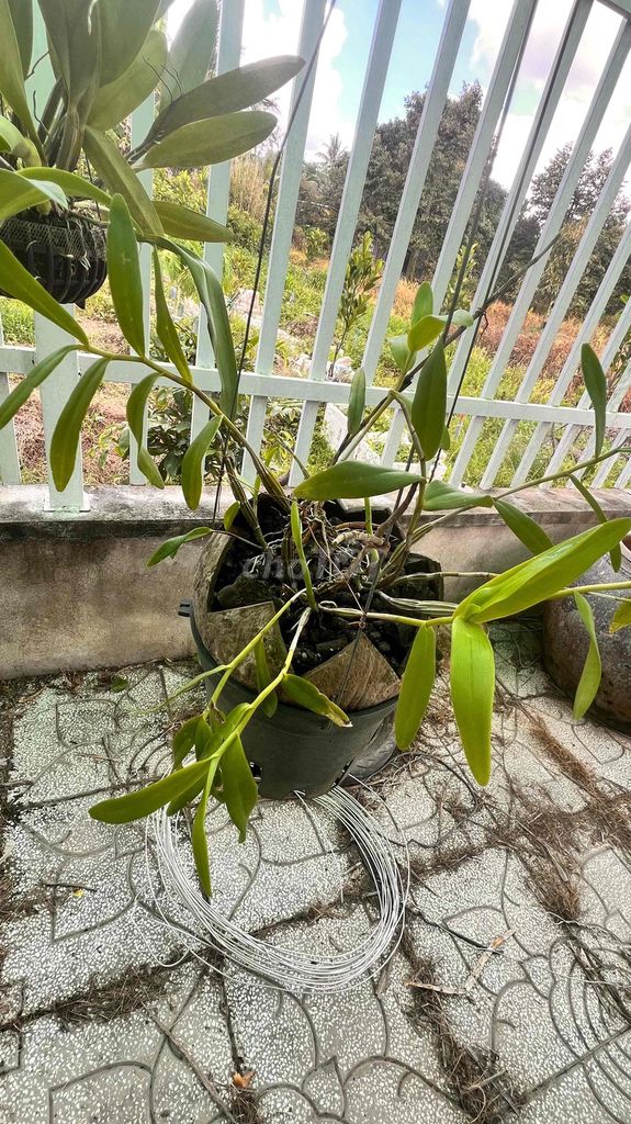 Lan Đã trồng lâu. Mua bán Cây cảnh, đồ trang trí tại Huyện Kế Sách Sóc Trăng được đăng bởi Duong Hoang An hình 1