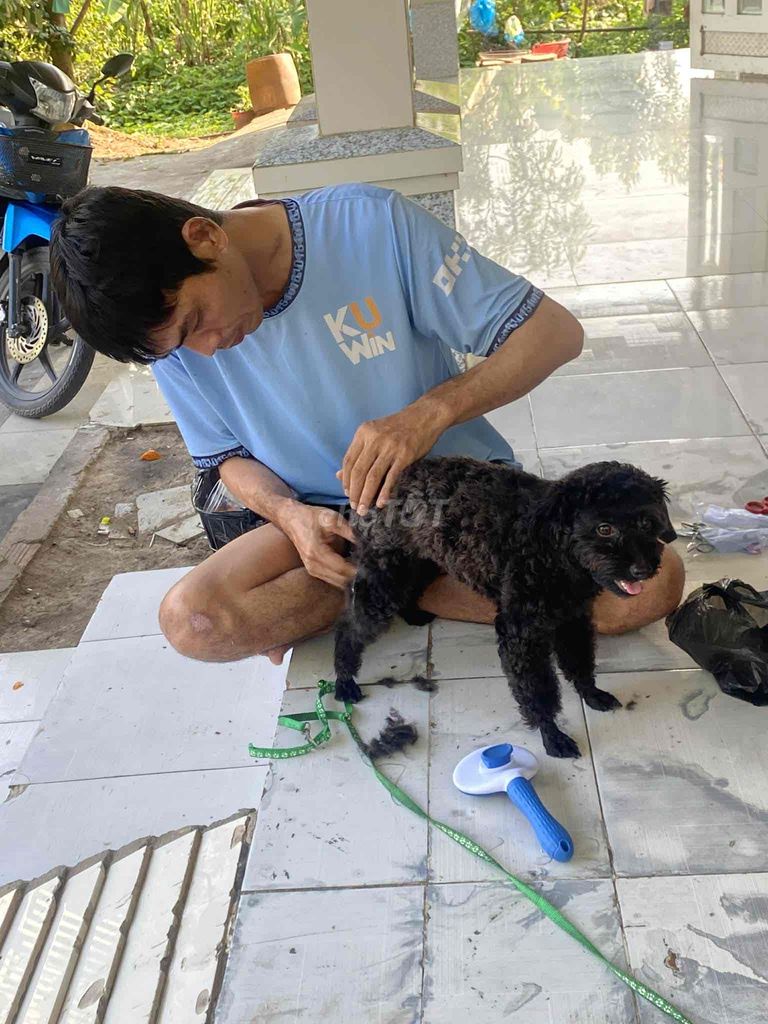 Chó Poodle đực 1 tuổi. Mua bán Chó tại Quận Ô Môn Cần Thơ được đăng bởi Kha hình 1