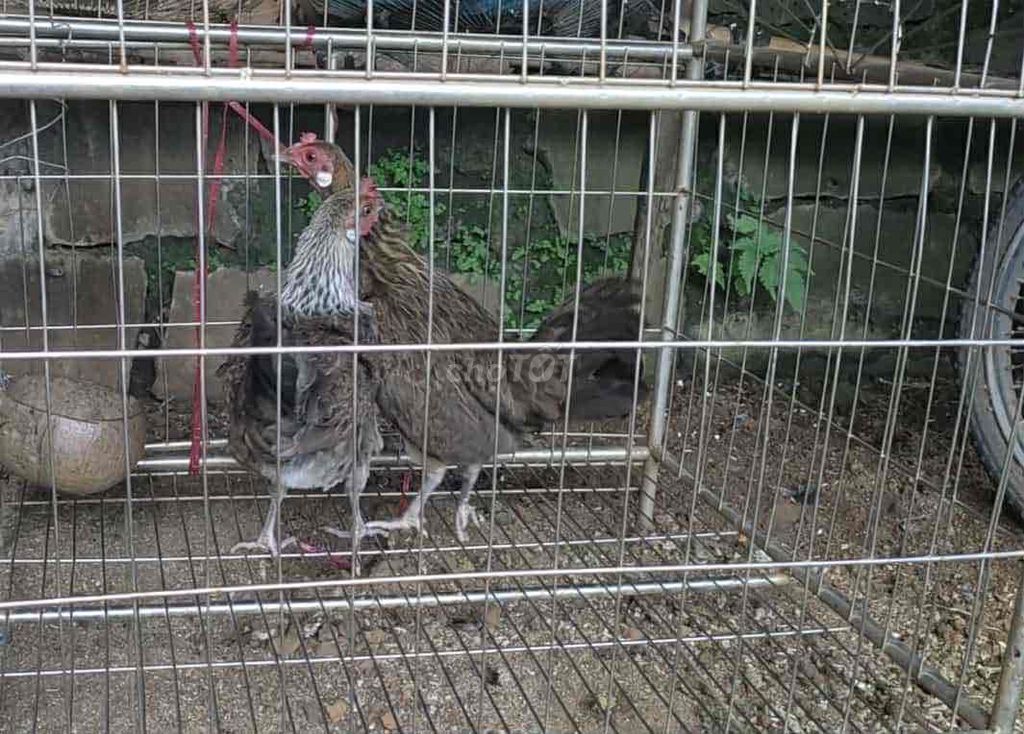 gà mái chuối fx và mái f3. Mua bán Gà tại Huyện Krông A Na Đắk Lắk được đăng bởi Tú Trương hình 1