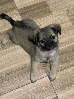 Chó phốc sóc mini tìm ba mẹ nè. Mua bán Chó tại Quận 12 Tp Hồ Chí Minh được đăng bởi nguyễn văn đồng