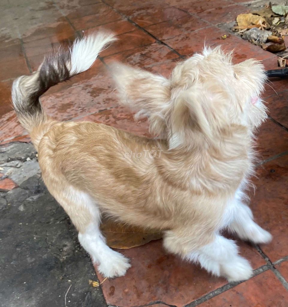 Chó Lai. Mua bán Chó tại Thành phố Thủ Đức Tp Hồ Chí Minh được đăng bởi Dương Quốc Thiên Phước hình 1