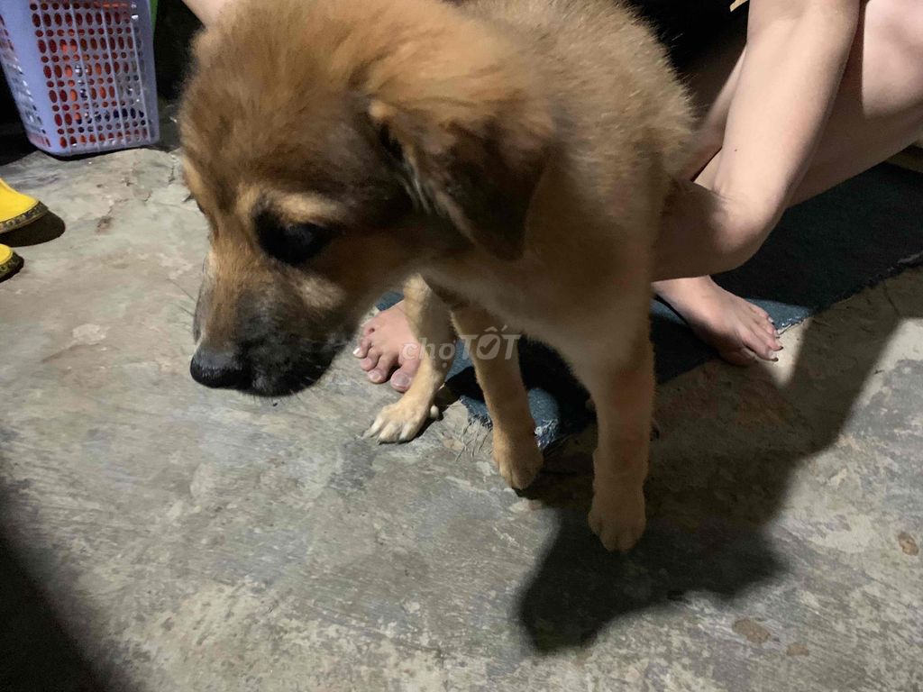 Chó Becgie lai. Mua bán Chó tại Thành phố Thủ Đức Tp Hồ Chí Minh được đăng bởi Tèo xipo hình 1