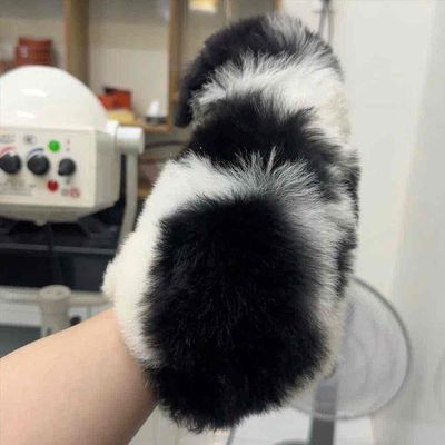 Chó Poodle Bò sữa Gần 3 tháng tuổi