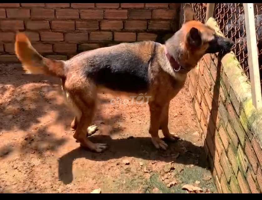 Bécgie Đức cái đang rớt máu. Mua bán Chó tại Huyện Bình Chánh Tp Hồ Chí Minh được đăng bởi Anh nông dân da đen hình 2