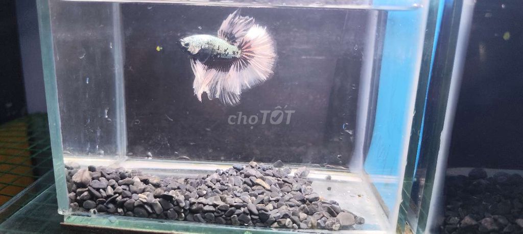 Betta Aoc halfmoon