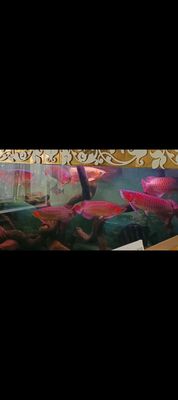 E nhận Thu Cá Rồng - Hổ - Sam. Mua bán Thú cưng khác tại Huyện Hóc Môn Tp Hồ Chí Minh được đăng bởi Phan Đình Nguyên