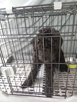 Chó poodle ,màu đen,gàn 1 tuổi,3kg4