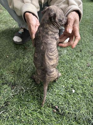 Chó Phú Quốc con vẹm xoáy lưng tìm nhà mới