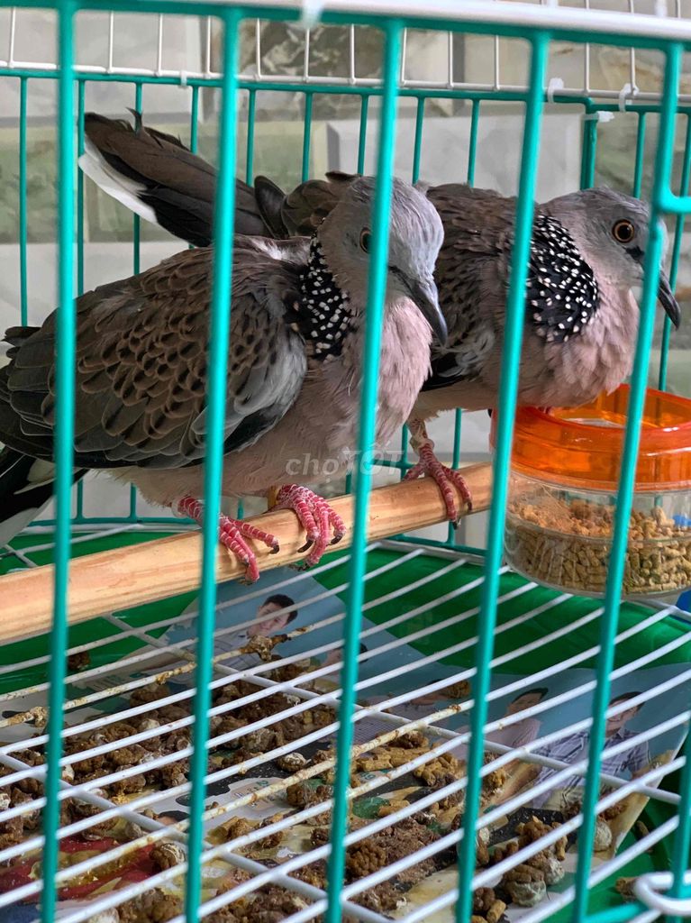 Cặp cu Malay tơ - chia hoặc gluu trống Việt nổi. Mua bán Chim tại Quận 8 Tp Hồ Chí Minh được đăng bởi Tiger nâu  hình 1