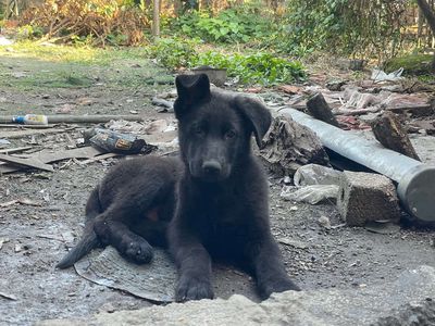 Chó Becgie Đức Đen đực 2 tháng đã tiêm 2 mũi