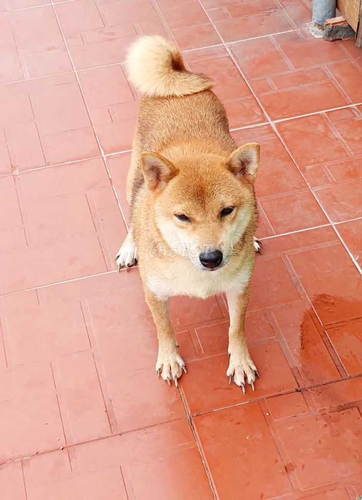 Shiba cái 1 lứa