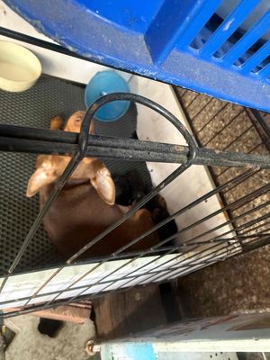 Chó con mới đẻ Lai Phốc Poodle Đen