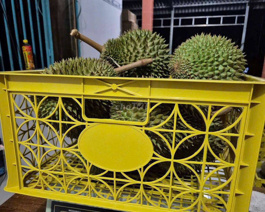 6kg sầu chuồng bò da xanh loại 1