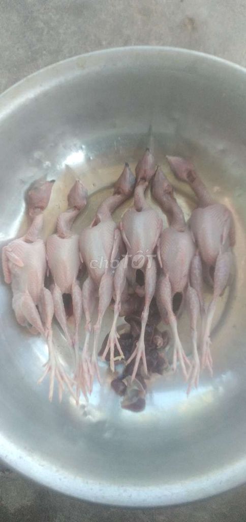 Thịt chim trống. Mua bán Đồ ăn, thực phẩm và các loại khác tại Thành phố Sóc Trăng Sóc Trăng được đăng bởi nhóc nhỏ hình 1