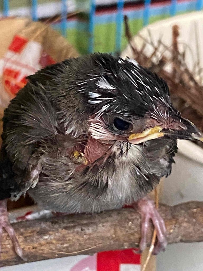 Chim chào mào non 15 ngày tuổi đầu bông. Mua bán Chim tại Huyện Bình Chánh Tp Hồ Chí Minh được đăng bởi Chi Loi P hình 1