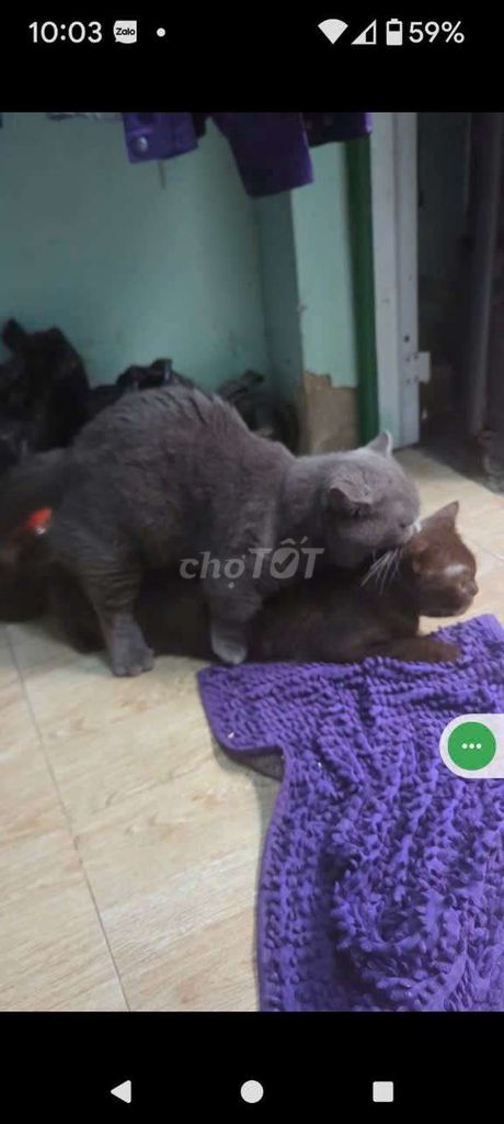 Tìm chủ cho con.. Mua bán Mèo tại Quận 12 Tp Hồ Chí Minh được đăng bởi mập  hình 2