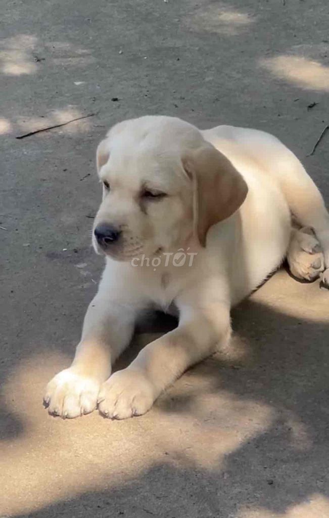labrado 2tháng tuổi. Mua bán Chó tại Huyện Nhơn Trạch Đồng Nai được đăng bởi Hjen hình 1