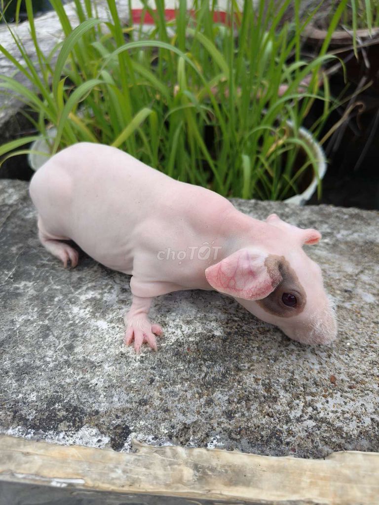 hà mã mini ( đực). Mua bán Thú cưng khác tại Quận 7 Tp Hồ Chí Minh được đăng bởi BỌ Ú SG Q7 hình 1