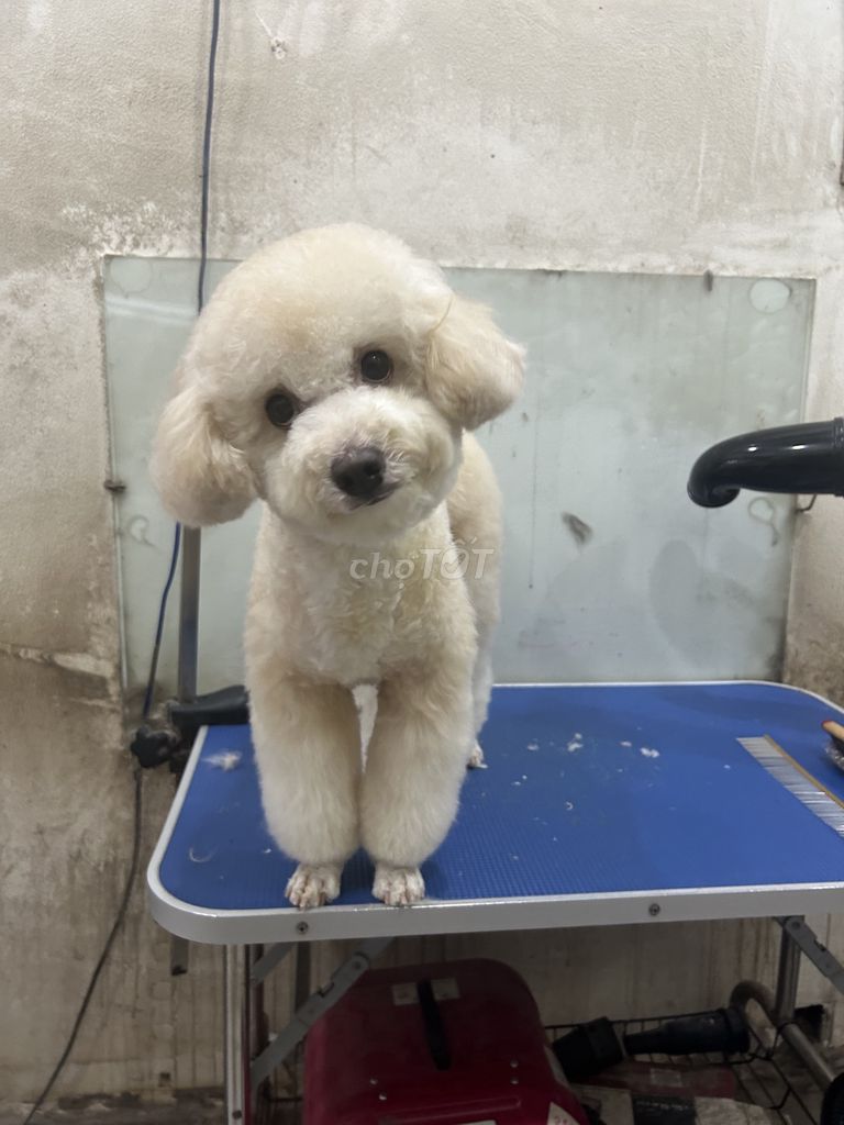 Chủ bận ko chăm được tìm chủ mới
