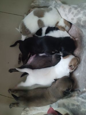 Cần bán em chó đực như hình giống chó cỏ chân lùn. Mua bán Chó tại Quận 7 Tp Hồ Chí Minh được đăng bởi Tin vo