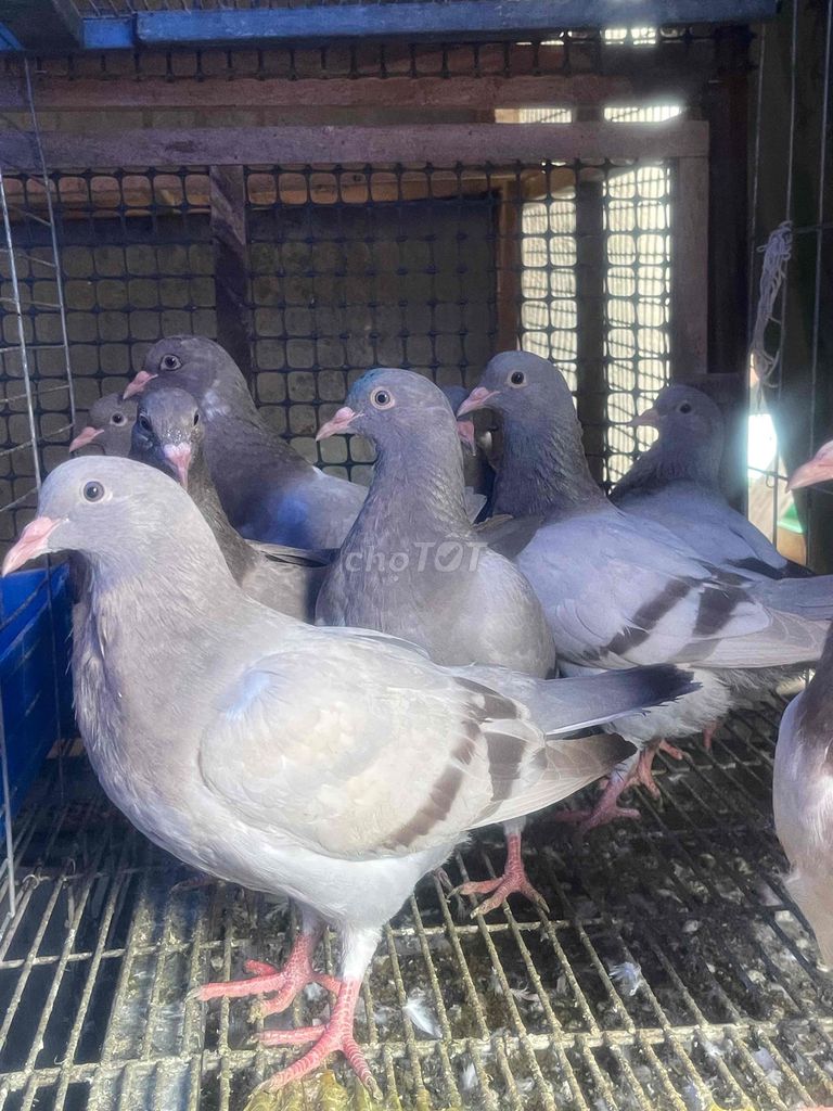 Chim Bồ Titan Thái ( chuẩn làm giống- già tháng). Mua bán Chim tại Quận Gò Vấp Tp Hồ Chí Minh được đăng bởi Nguyễn Đăng hình 1