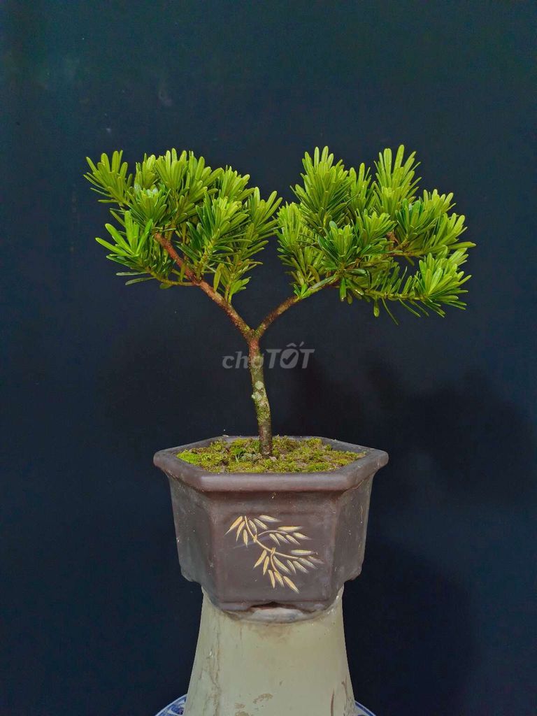 Cây Tùng Kim Cương bonsai cao 30cm