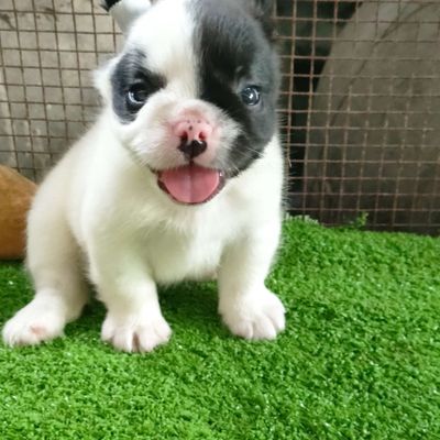 Chó Bull Pháp bò sữa 
