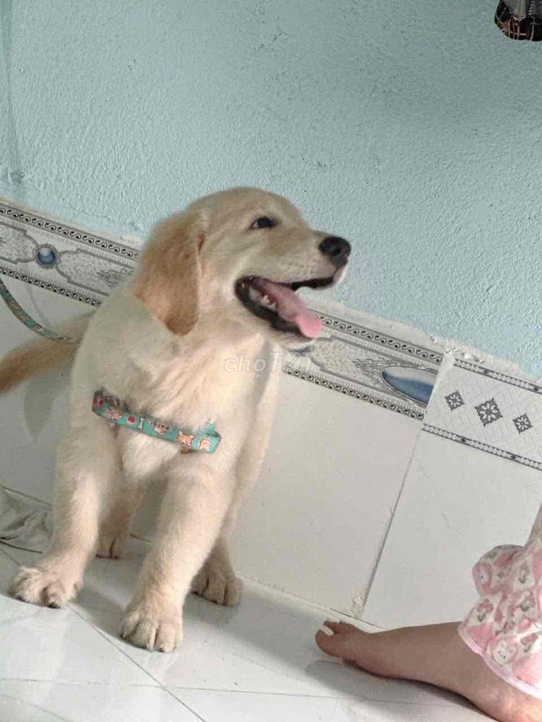 Chó Golden Retriever Vàng kem 2 tháng. Mua bán Chó tại Quận Tân Bình Tp Hồ Chí Minh được đăng bởi Ngọc hình 1