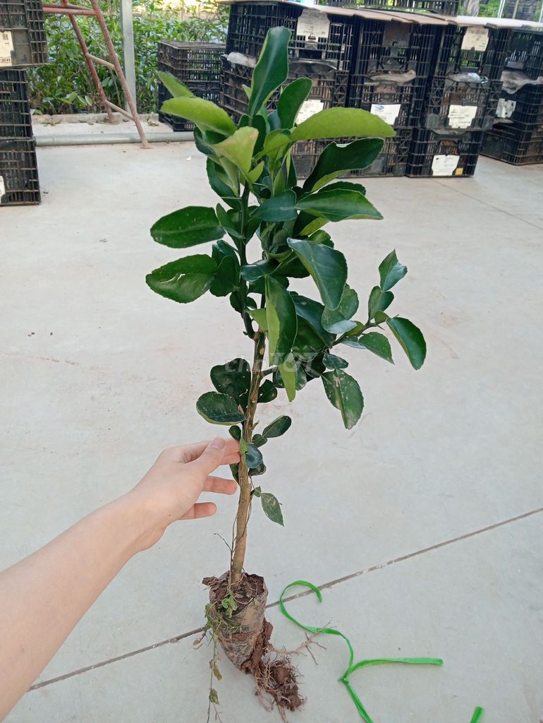 Cây giống Bưởi Diễn. Mua bán Cây cảnh, đồ trang trí tại Huyện Gia Lâm Hà Nội được đăng bởi Cây Giống Kinh Tế hình 1