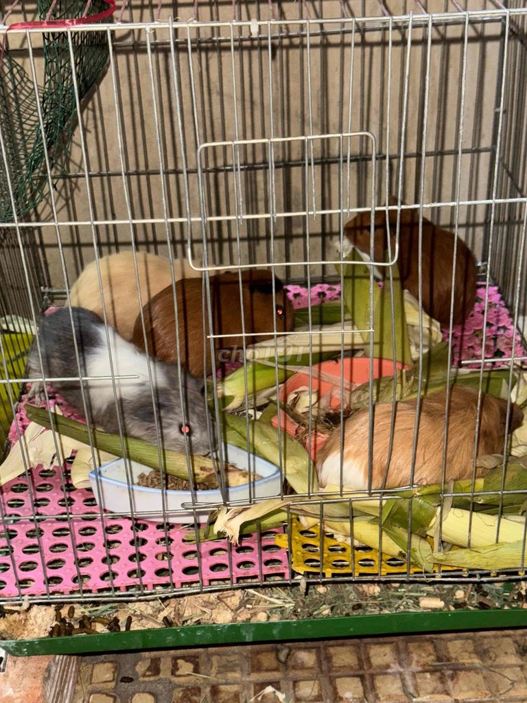 bọ ú. Mua bán Thú cưng khác tại Quận 11 Tp Hồ Chí Minh được đăng bởi Khánh Linh  hình 2