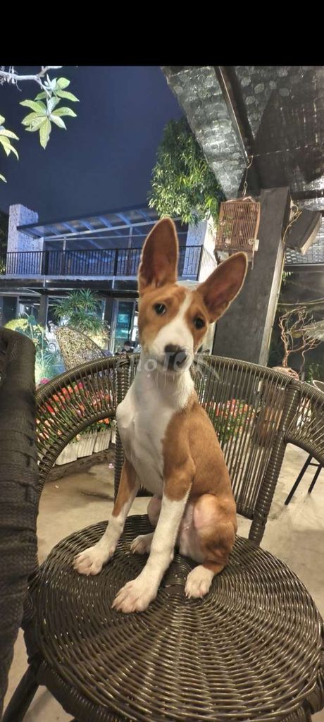Bán chó basenji đực 8 tháng. Mua bán Chó tại Quận Dương Kinh Hải Phòng được đăng bởi phạm trung hình 1