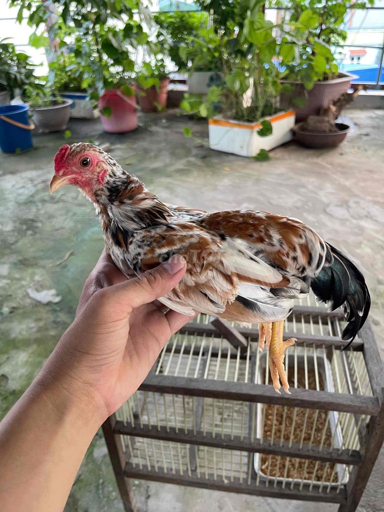gà trống mơ. Mua bán Gà tại Huyện Thường Tín Hà Nội được đăng bởi Nguyễn Xuân Thủy hình 1